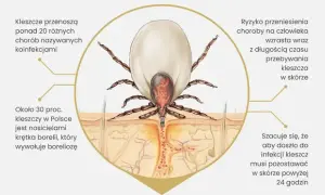 Kleszcz i borelioza: Kiedy badać, by wynik był pewny?