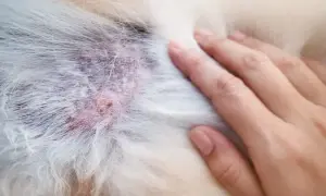 Alergia na kurczaka u psa: objawy, diagnoza i skuteczna dieta