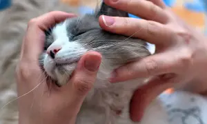 Swędzenie, wymioty? Alergia pokarmowa u kota jak pomóc?