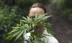 THC w medycznej marihuanie w Polsce: Jak wybrać odpowiednie stężenie?