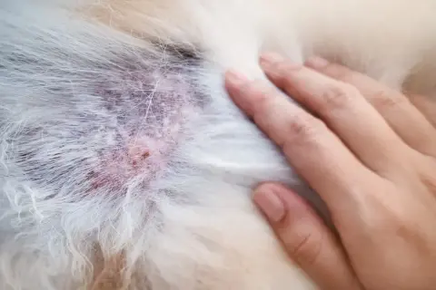 Alergia na kurczaka u psa: objawy, diagnoza i skuteczna dieta