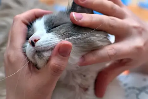 Swędzenie, wymioty? Alergia pokarmowa u kota jak pomóc?