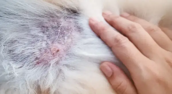 Alergia na kurczaka u psa: objawy, diagnoza i skuteczna dieta