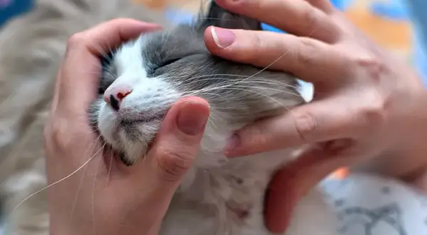 Swędzenie, wymioty? Alergia pokarmowa u kota jak pomóc?