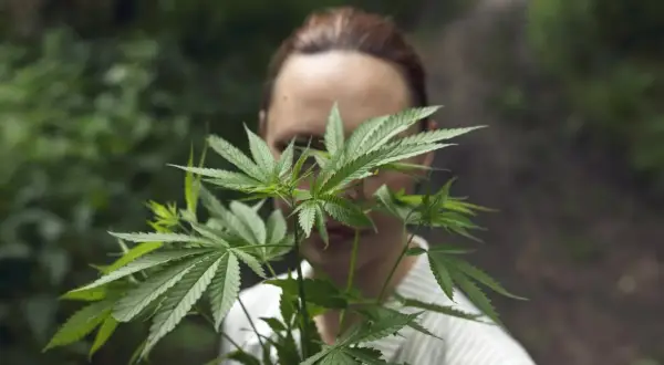 THC w medycznej marihuanie w Polsce: Jak wybrać odpowiednie stężenie?