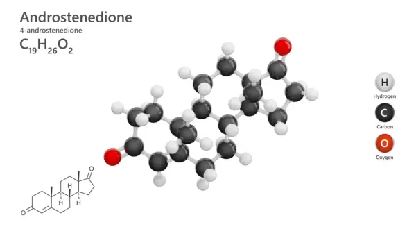 Model cząsteczki androstendionu, steroidu z grupy androgenów, z atomami węgla (czarne), wodoru (białe) i tlenu (czerwone).
