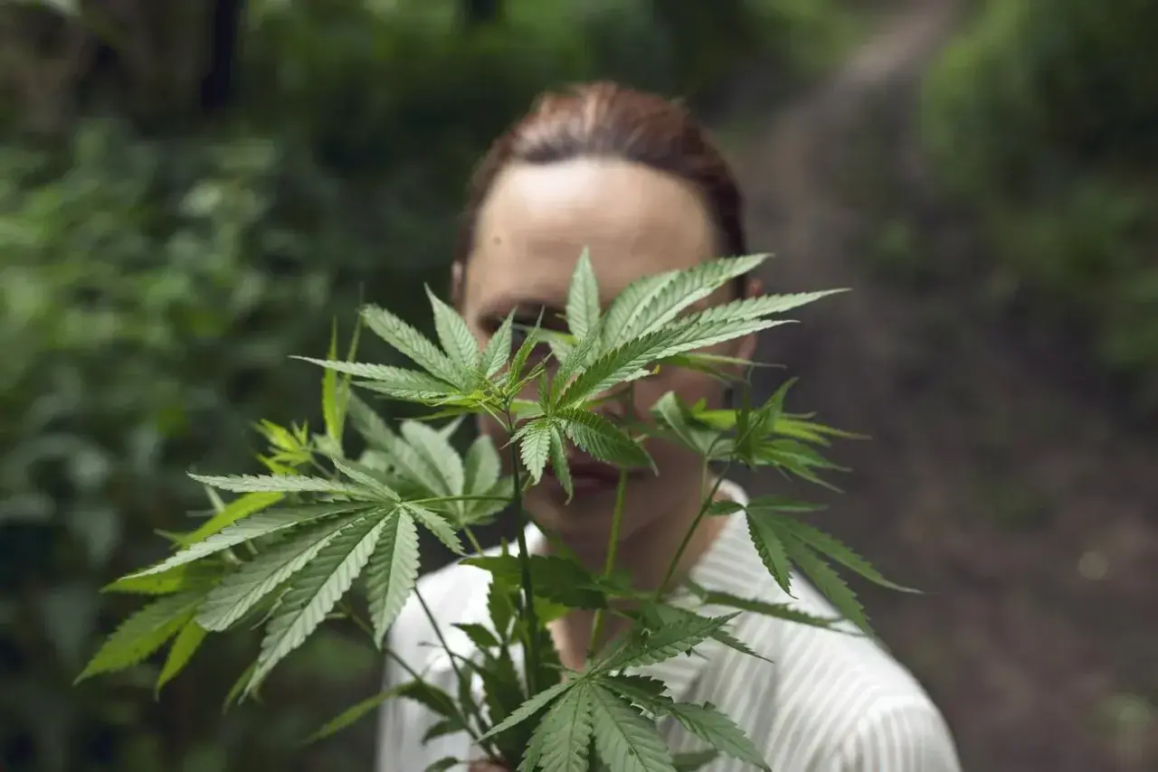 THC w medycznej marihuanie w Polsce: Jak wybrać odpowiednie stężenie?