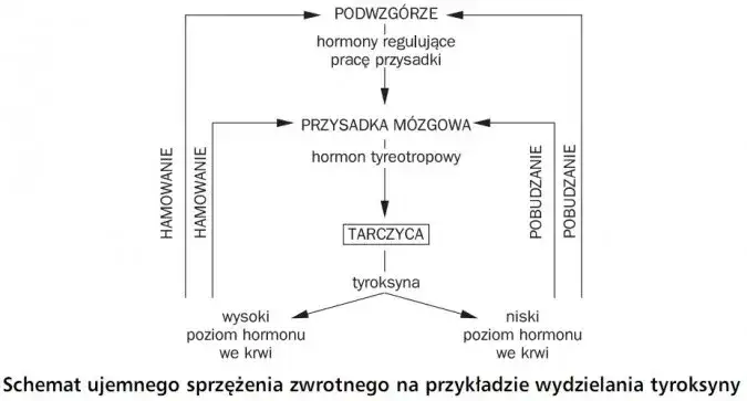 schemat regulacji tarczycy, oś podwzgórze przysadka tarczyca, sprzężenie zwrotne hormonów