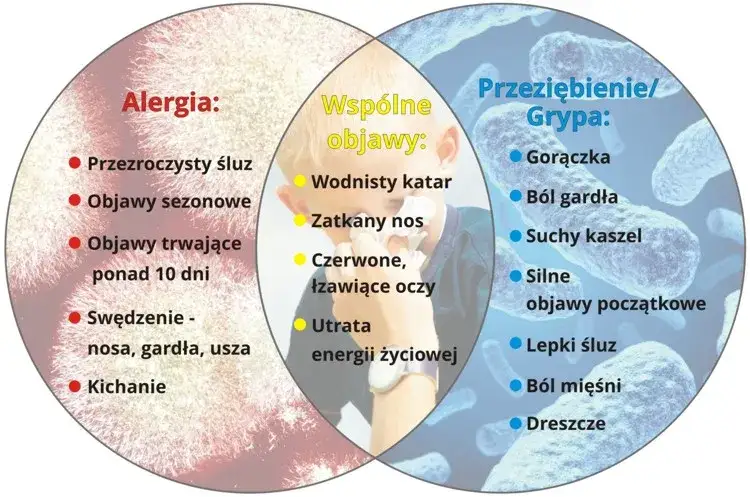 Alergia vs przeziębienie infografika