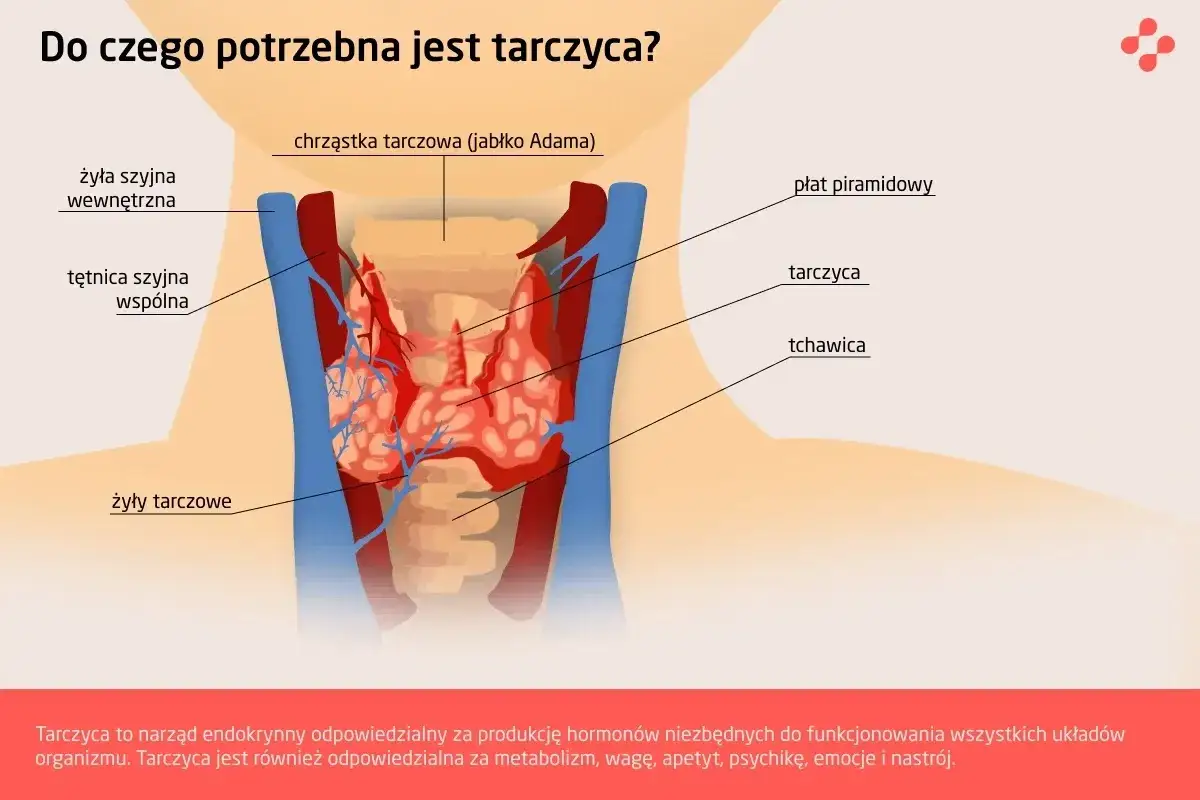 budowa tarczycy, badanie krwi hormony tarczycy, wolna tyroksyna