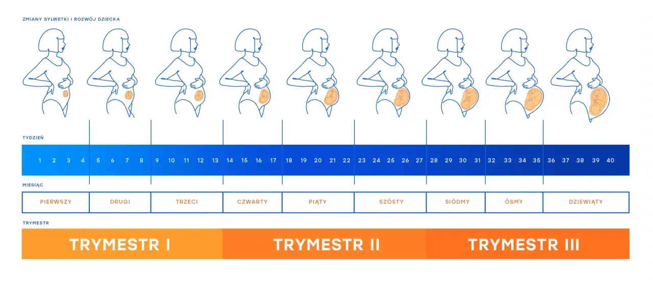 kalendarz ciąży z zaznaczonym pierwszym trymestrem
