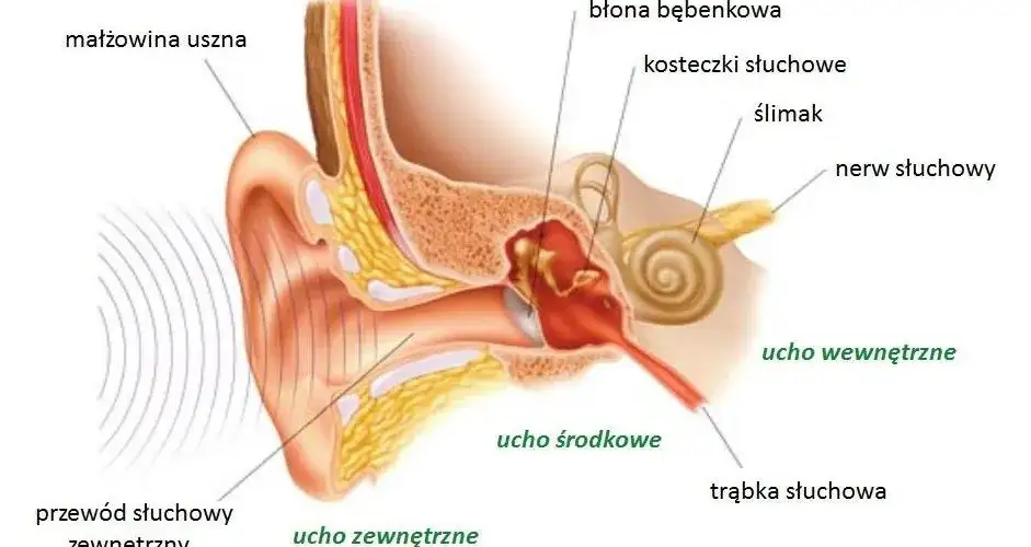 anatomia ucha wewnętrznego i zewnętrznego przyczyny bólu