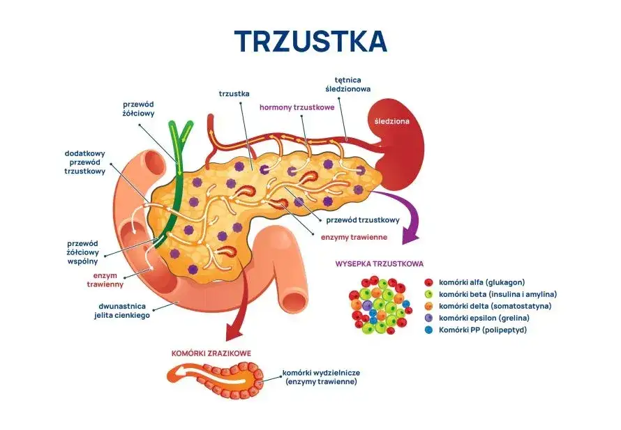 Mapa bólu trzustki i promieniowania