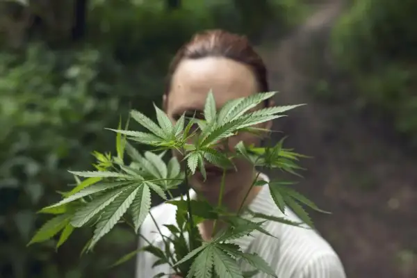 THC w medycznej marihuanie w Polsce: Jak wybrać odpowiednie stężenie?
