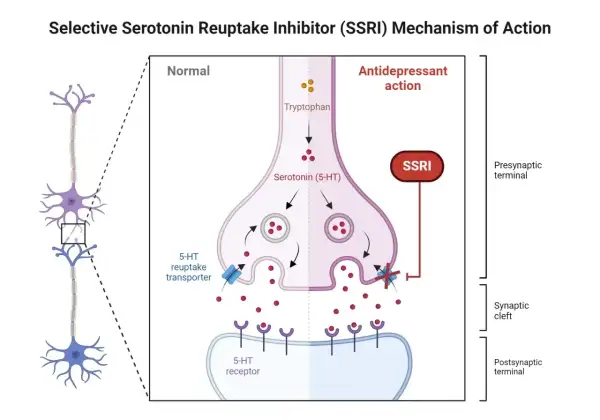 Schemat działania SSRI leków: blokowanie wychwytu zwrotnego serotoniny w synapsie, zwiększając jej dostępność.