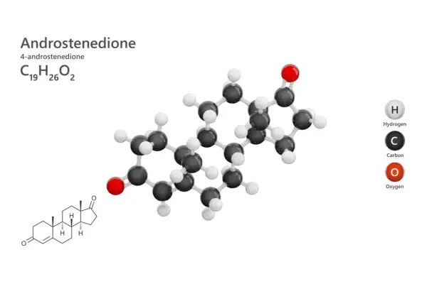 Model cząsteczki androstendionu, steroidu z grupy androgenów, z atomami węgla (czarne), wodoru (białe) i tlenu (czerwone).